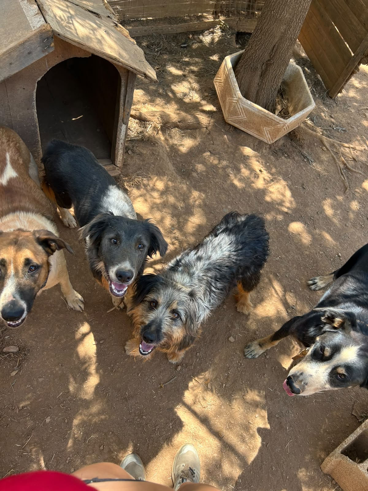 Hunde auf dem Lebenshof Esperanca in der Algarve