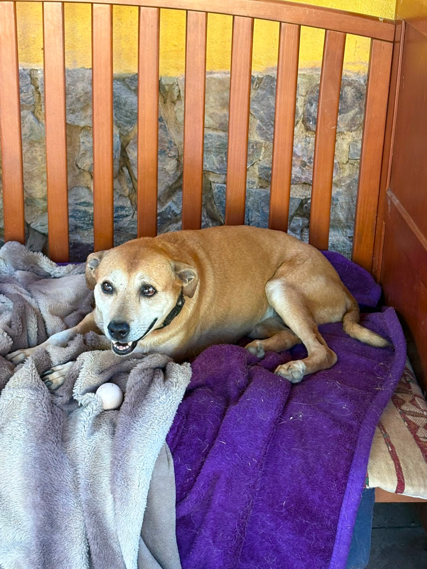 Ein freundlicher Hund aus dem Lebenshof Esperanca
